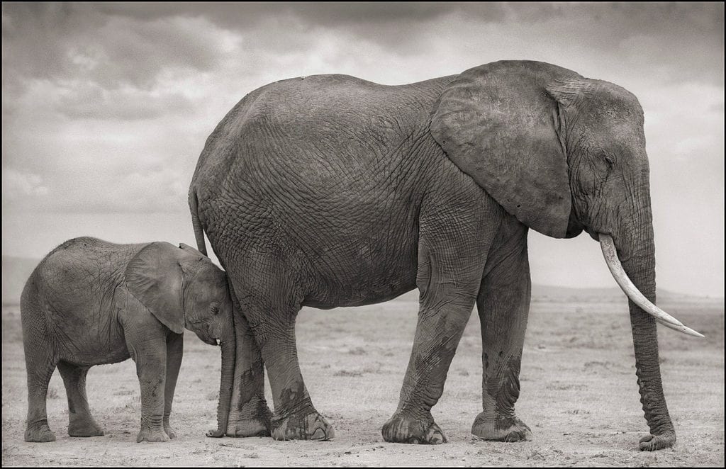 Nick Brandt, Elephant Mother & Baby at Leg, Amboseli