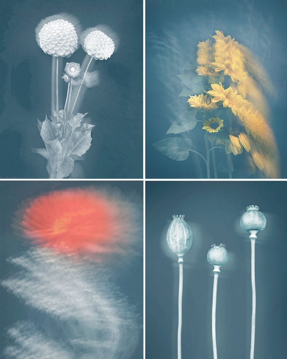 Joyce Tenneson, Radiant Beings, four flowers
