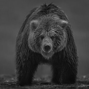 David Yarrow, Bearish, 2021