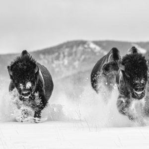 David Yarrow, The Bills 2, 2021