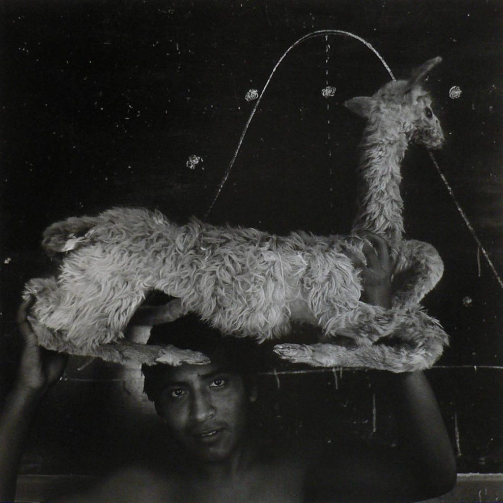 Javier Silva Meinel, Llama en las Alturas, Ayacucho, Peru, 1993, Silver Gelatin Photograph