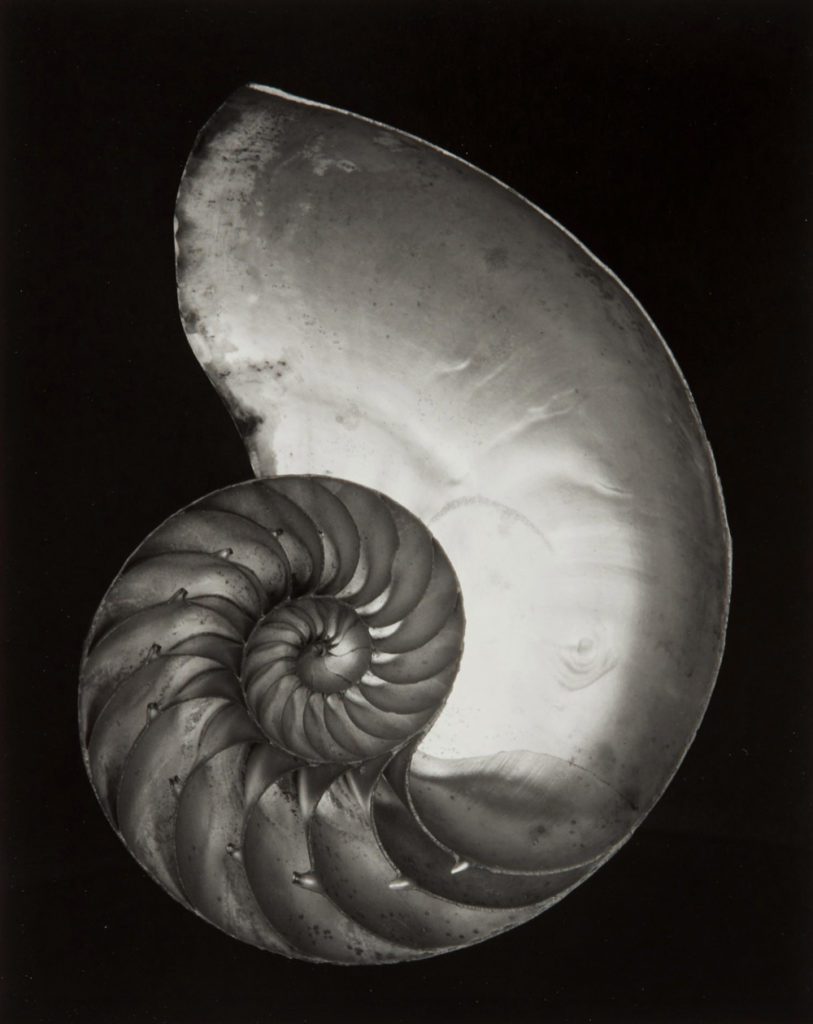 Edward Weston, Nautilus Shell