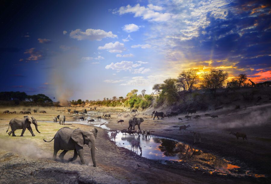 The Boteti River, Botswana, Day to Night - Holden Luntz Gallery