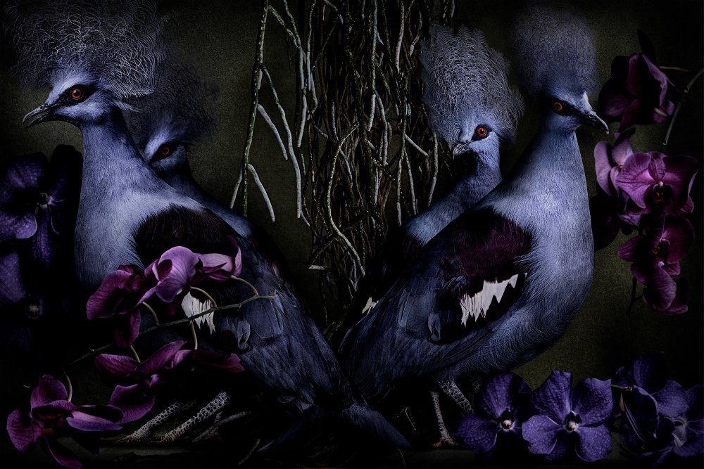 Mario Testino, Goura cristata, Brazil, 2022, Digitally produced supergloss C-type print