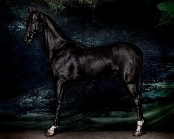 Mario Testino, Horses (I), Urtasaray, Uzbekistan, 2023, Digitally produced supergloss C-type print