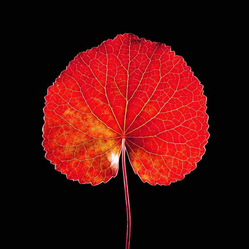 Jean-Baptiste Huynh, Feuille de Galac, Nature, 1999, Archival pigment photograph on baryta paper