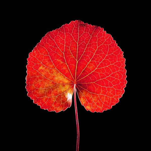 Jean-Baptiste Huynh, Feuille de Galac, Nature, 1999, Archival pigment photograph on baryta paper