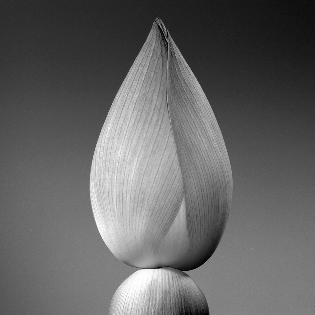 Jean-Baptiste Huynh, Lotus 1, Inde, 2004, Archival pigment photograph on baryta paper