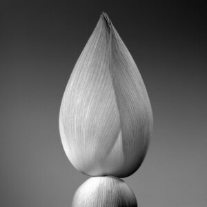Jean-Baptiste Huynh, Lotus 1, Inde, 2004, Archival pigment photograph on baryta paper