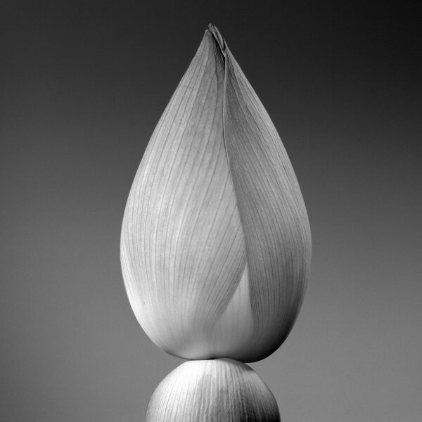 Jean-Baptiste Huynh, Lotus 1, Inde, 2004, Archival pigment photograph on baryta paper