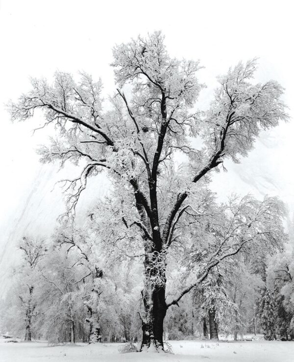 Ansel Adams, Oak Tree, Snowstorm, Yosemite National Park, CA, 1948, Silver Gelatin Photograph