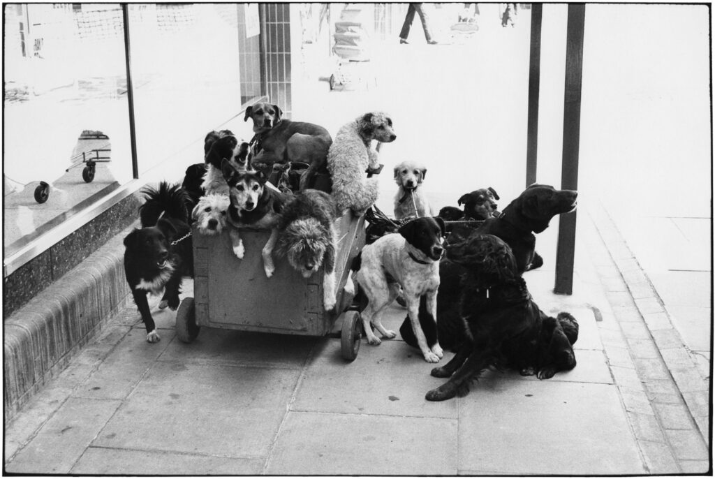 Elliott Erwitt, England, 1974, Silver Gelatin Photograph