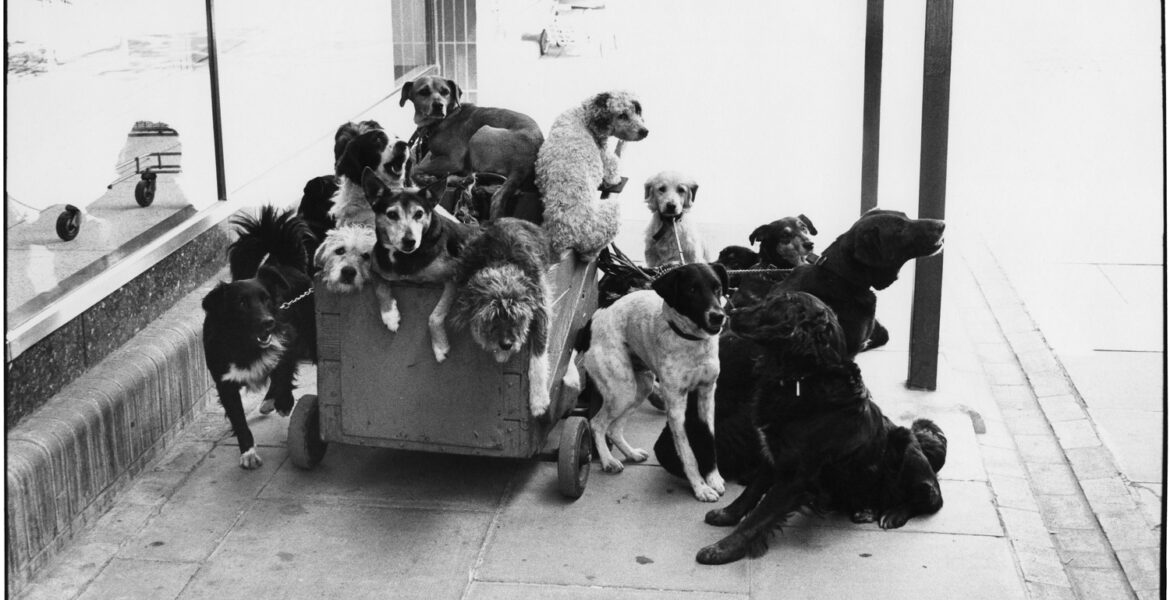 Elliott Erwitt, England, 1974, Silver Gelatin Photograph