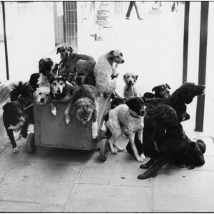 Elliott Erwitt, England, 1974, Silver Gelatin Photograph