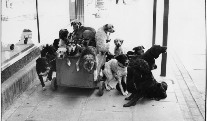 Elliott Erwitt, England, 1974, Silver Gelatin Photograph