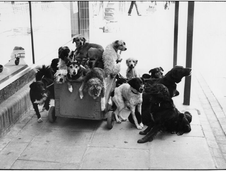 Elliott Erwitt, England, 1974, Silver Gelatin Photograph