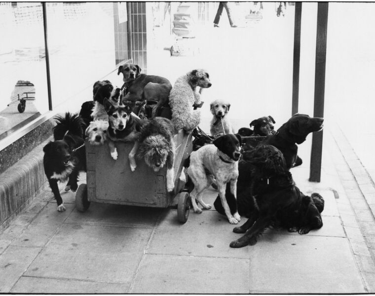 Elliott Erwitt, England, 1974, Silver Gelatin Photograph