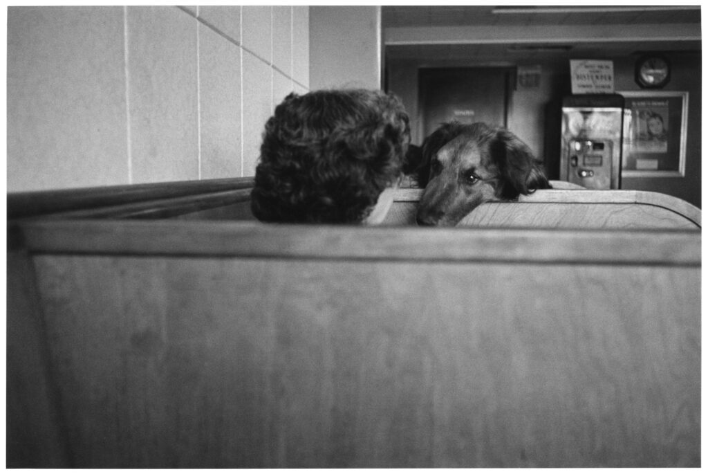 Elliott Erwitt, USA, New York City, 1953, Silver Gelatin Photograph