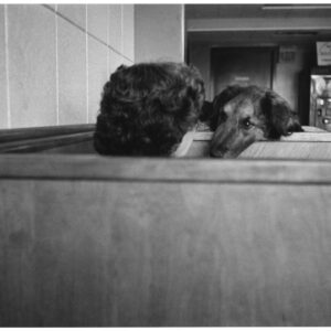 Elliott Erwitt, USA, New York City, 1953, Silver Gelatin Photograph