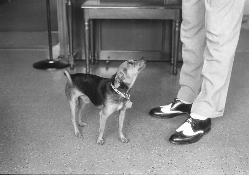 Elliott Erwitt, USA, 1963, Silver Gelatin Photograph