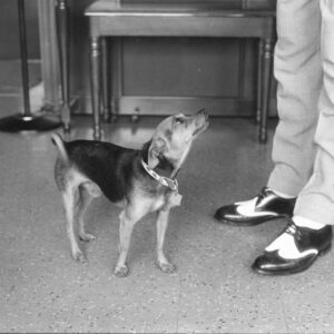 Elliott Erwitt, USA, 1963, Silver Gelatin Photograph