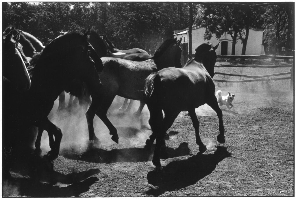Elliott Erwitt, Argentina, 1972, Silver Gelatin Photograph