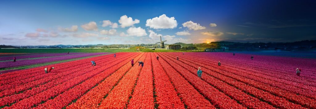 Stephen Wilkes, Tulip Fields, The Netherlands, Day to Night, 2019, Fuji Flex Archival Photograph