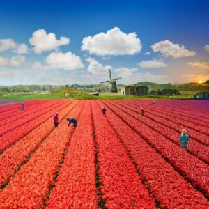 Stephen Wilkes, Tulip Fields, The Netherlands, Day to Night, 2019, Fuji Flex Archival Photograph