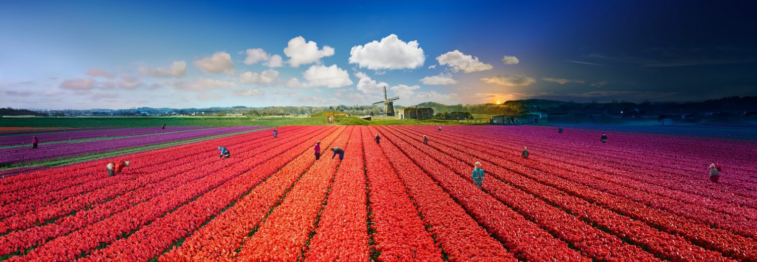 Stephen Wilkes, Tulip Fields, The Netherlands, Day to Night, 2019, Fuji Flex Archival Photograph