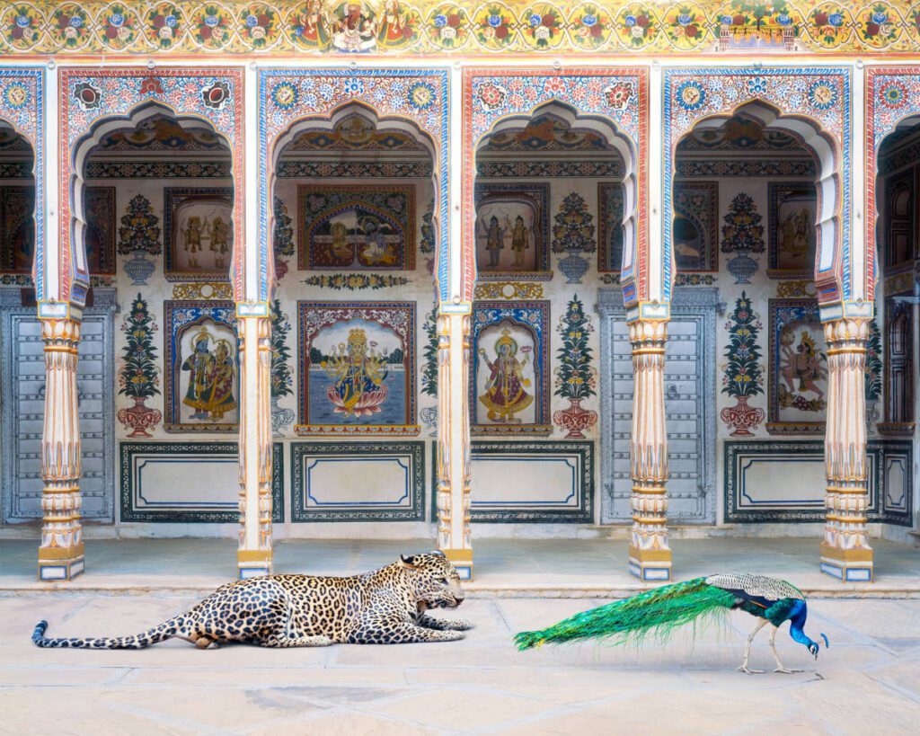 Karen Knorr, The Waiting Game, Poddar Haveli, Nawalgarh
