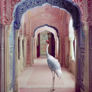 Karen Knorr, A Faithful Companion, Samode Palace