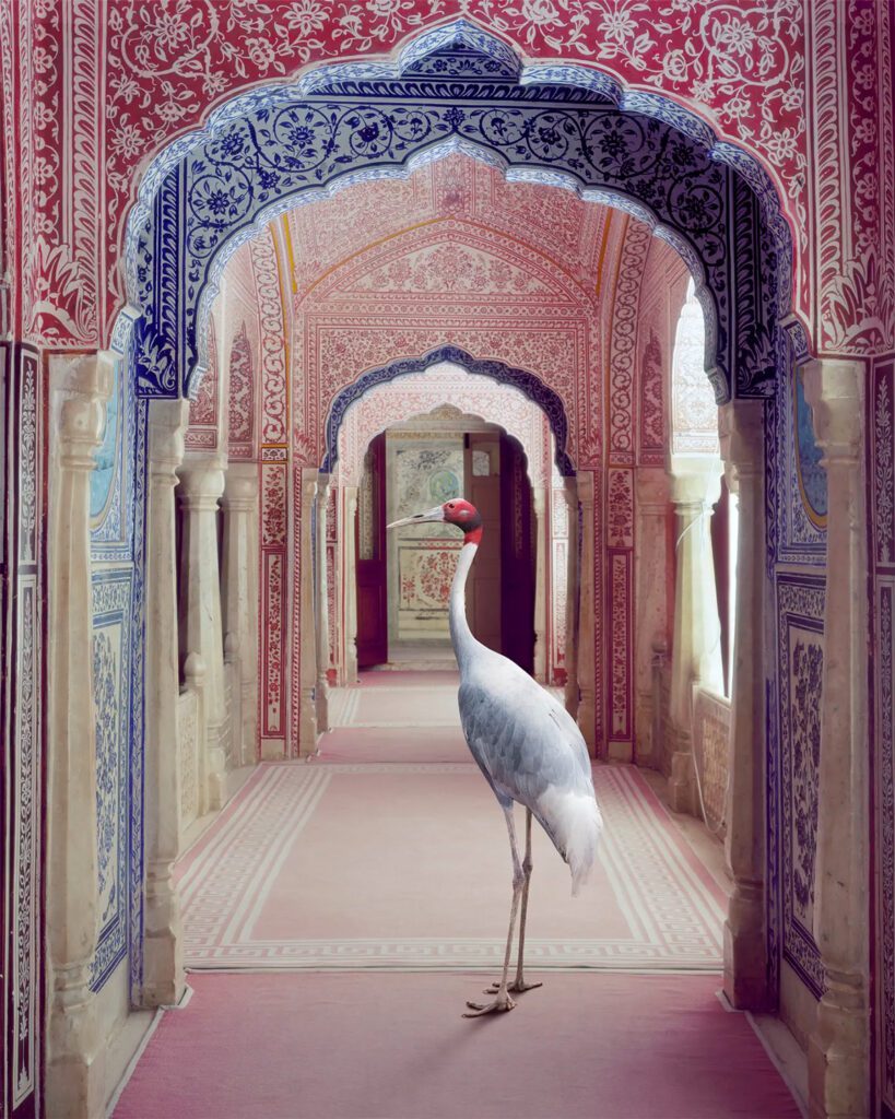 Karen Knorr, A Faithful Companion, Samode Palace