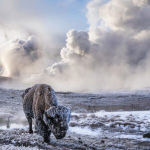 David Yarrow, In the Beginning (Colour), 2026, Archival Pigment Photograph