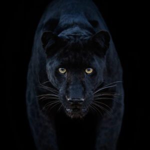 David Yarrow, Black Magic (colour), 2025, Archival Pigment Photograph