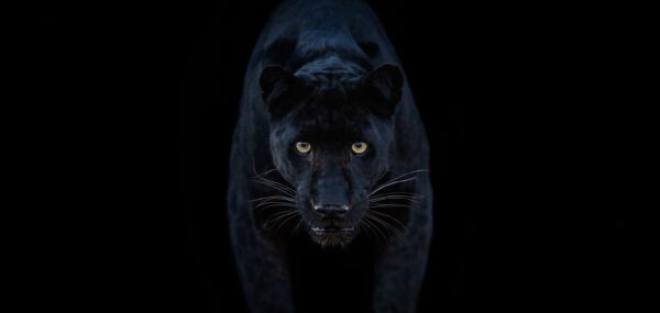 David Yarrow, Black Magic (colour), 2025, Archival Pigment Photograph David Yarrow, Black Magic (colour), 2025, Archival Pigment Photograph