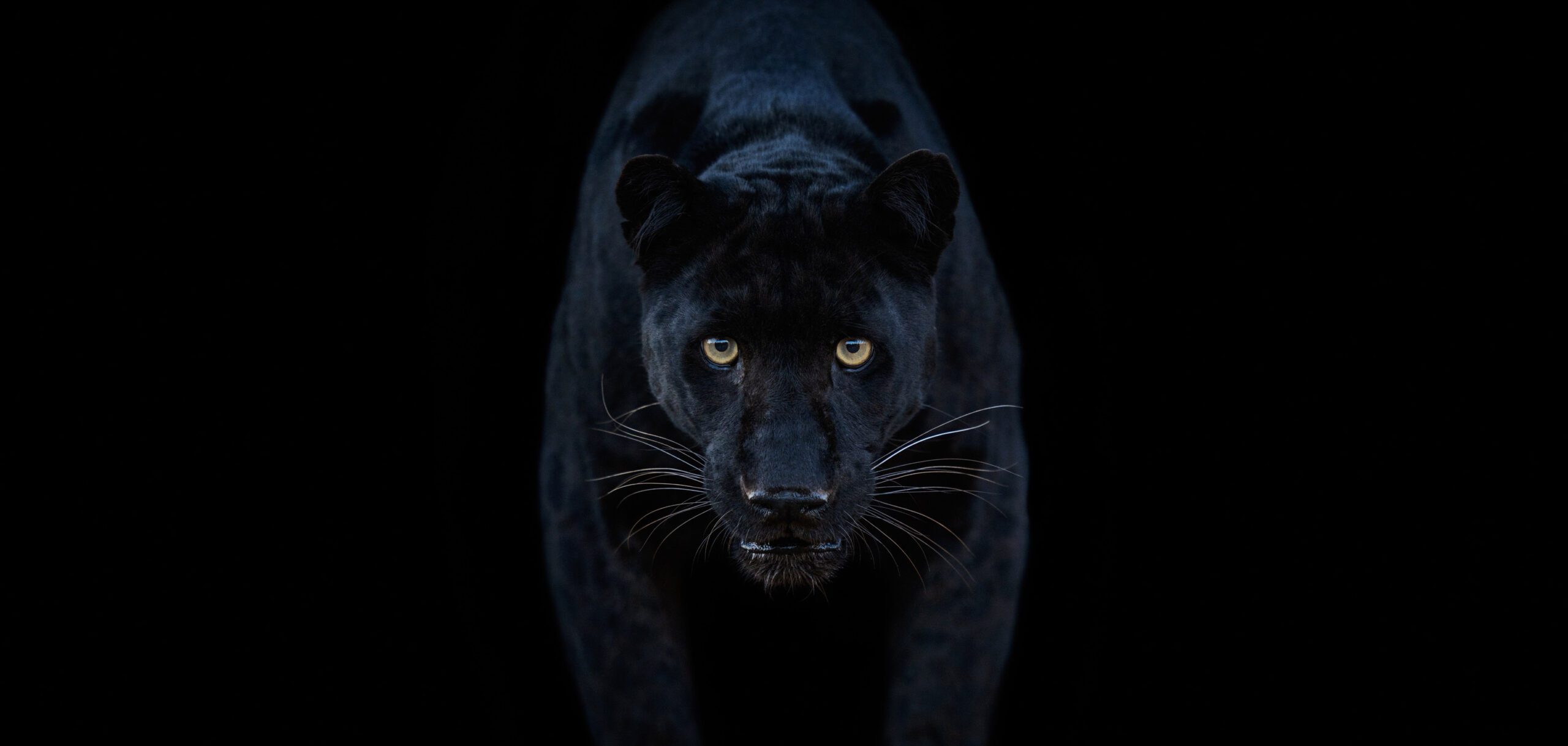 David Yarrow, Black Magic (colour), 2025, Archival Pigment Photograph