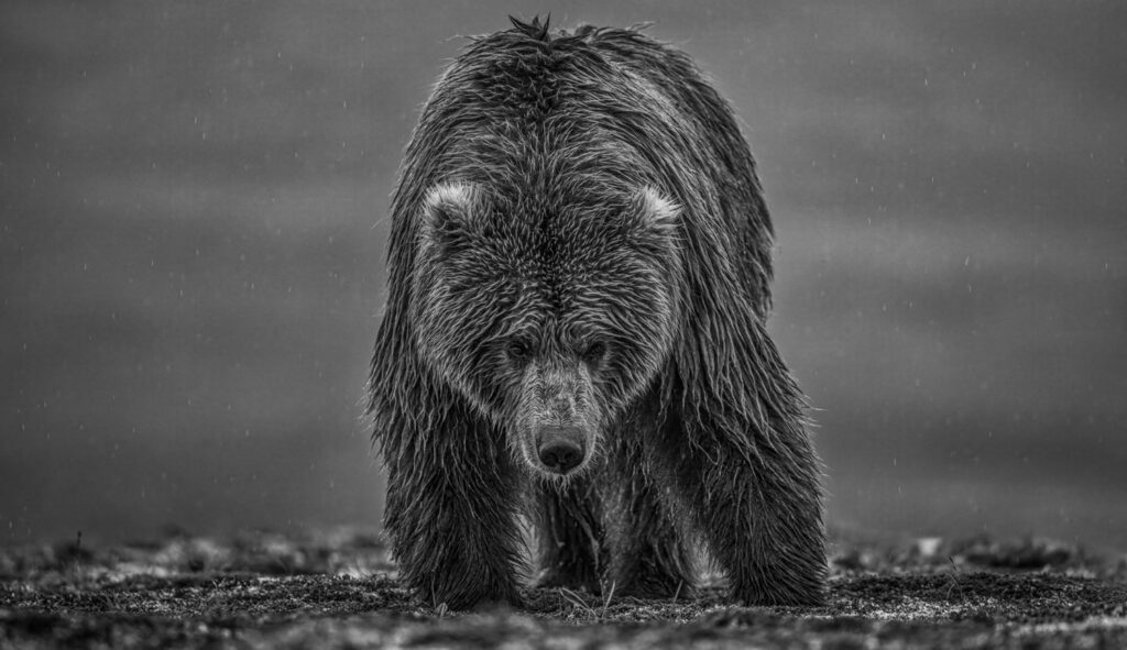 David Yarrow, Bearish III, 2021, Archival Pigment Photograph