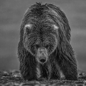 David Yarrow, Bearish III, 2021, Archival Pigment Photograph