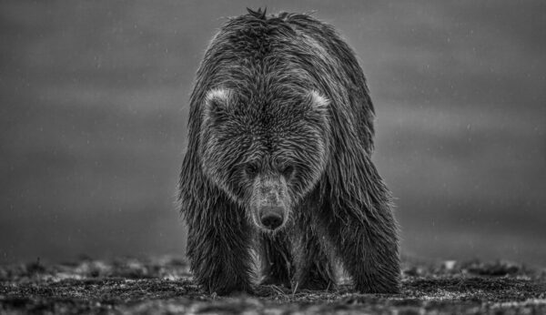 David Yarrow, Bearish III, 2021, Archival Pigment Photograph