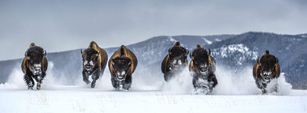 David Yarrow, Bills (colour), 2021, Archival Pigment Photograph