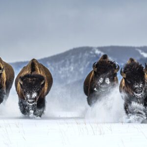 David Yarrow, Bills (colour), 2021, Archival Pigment Photograph