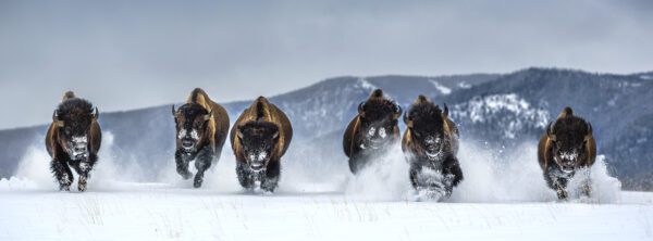 David Yarrow, Bills (colour), 2021, Archival Pigment Photograph
