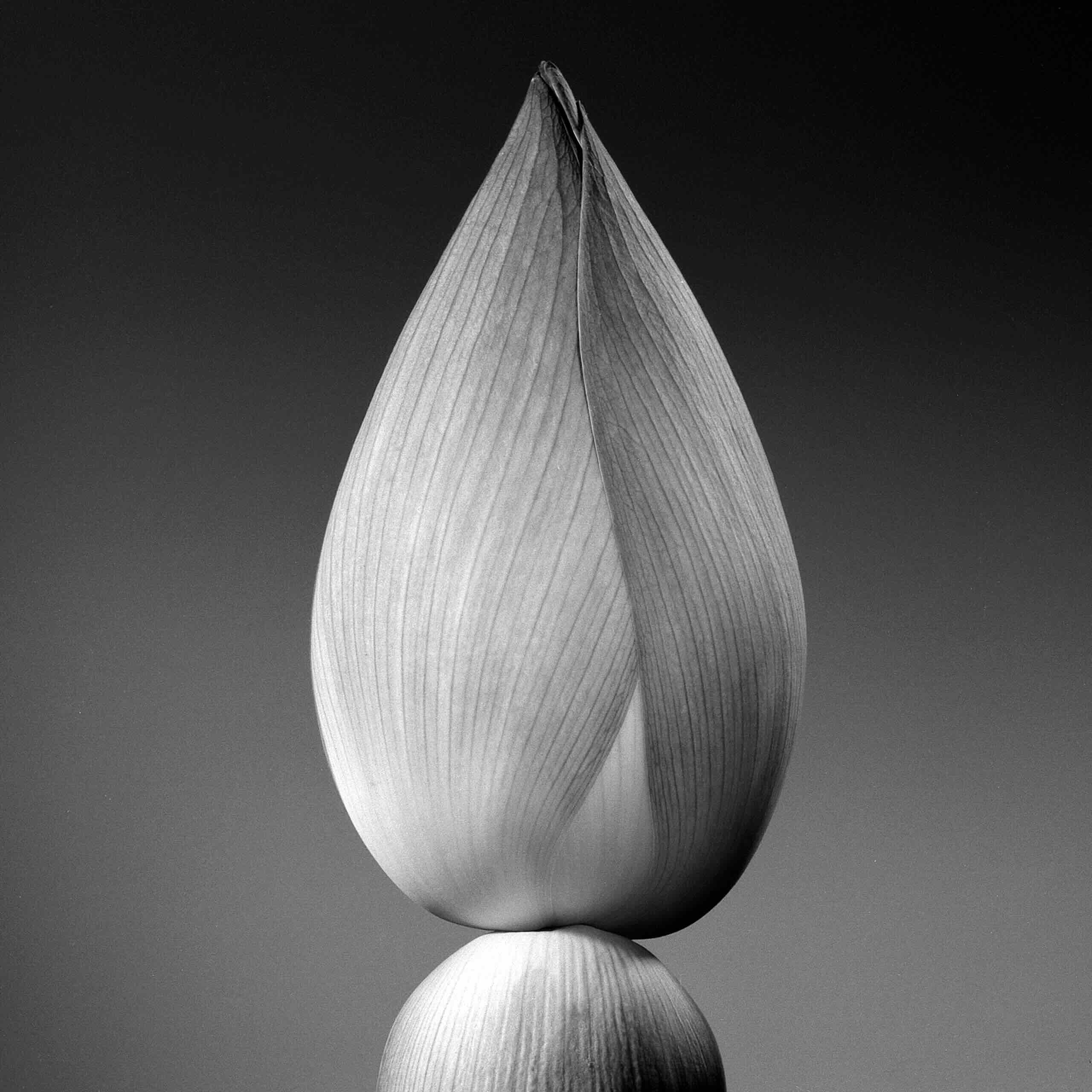 Jean-Baptiste Huynh, Inde, Lotus 1, 2004