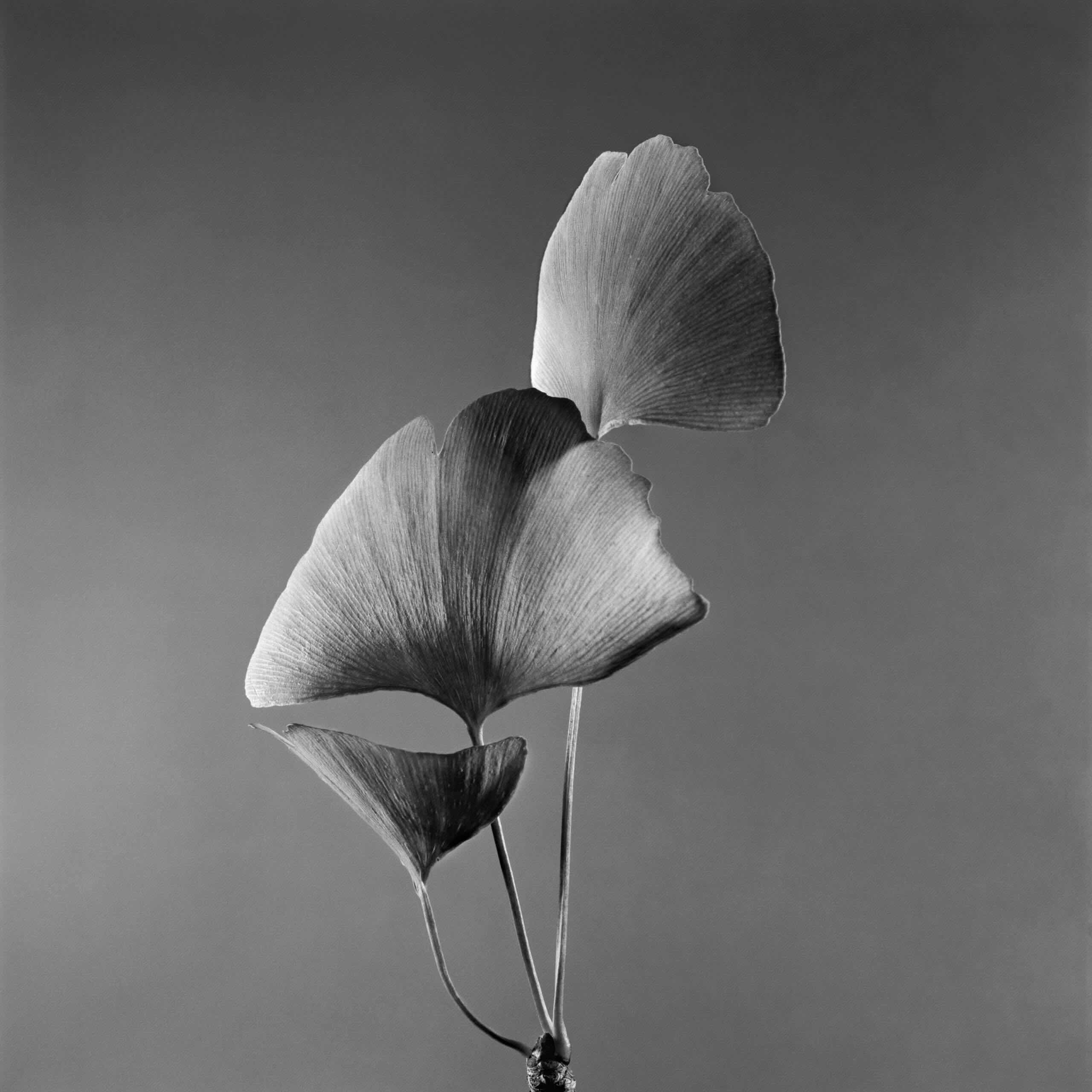 Jean-Baptiste Huynh, Japon, Ginkgo 2, 2002 Jean-Baptiste Huynh, Japon, Ginkgo 2, 2002