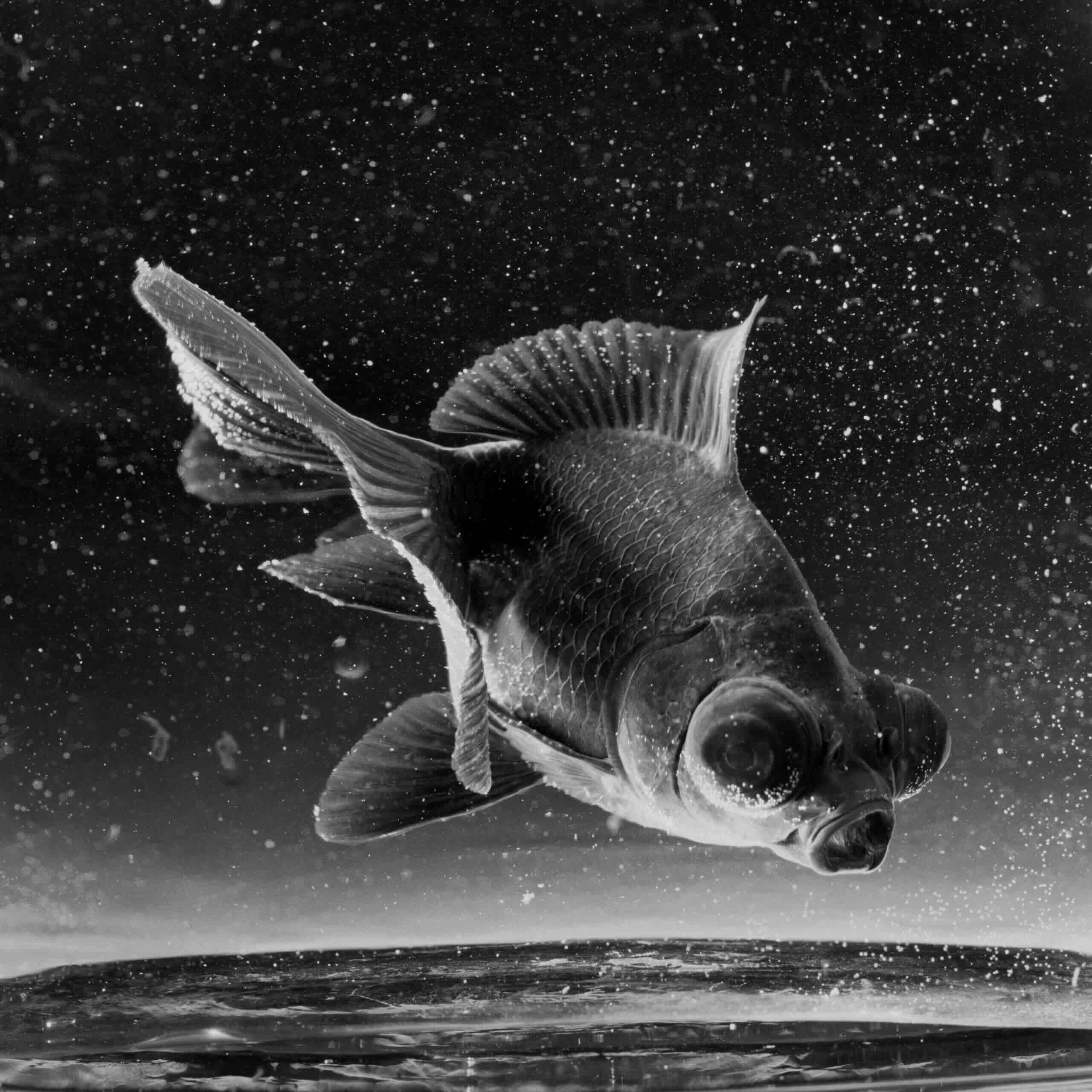 Jean-Baptiste Huynh, Japon, Poisson 1, 2002 Jean-Baptiste Huynh, Japon, Poisson 1, 2002