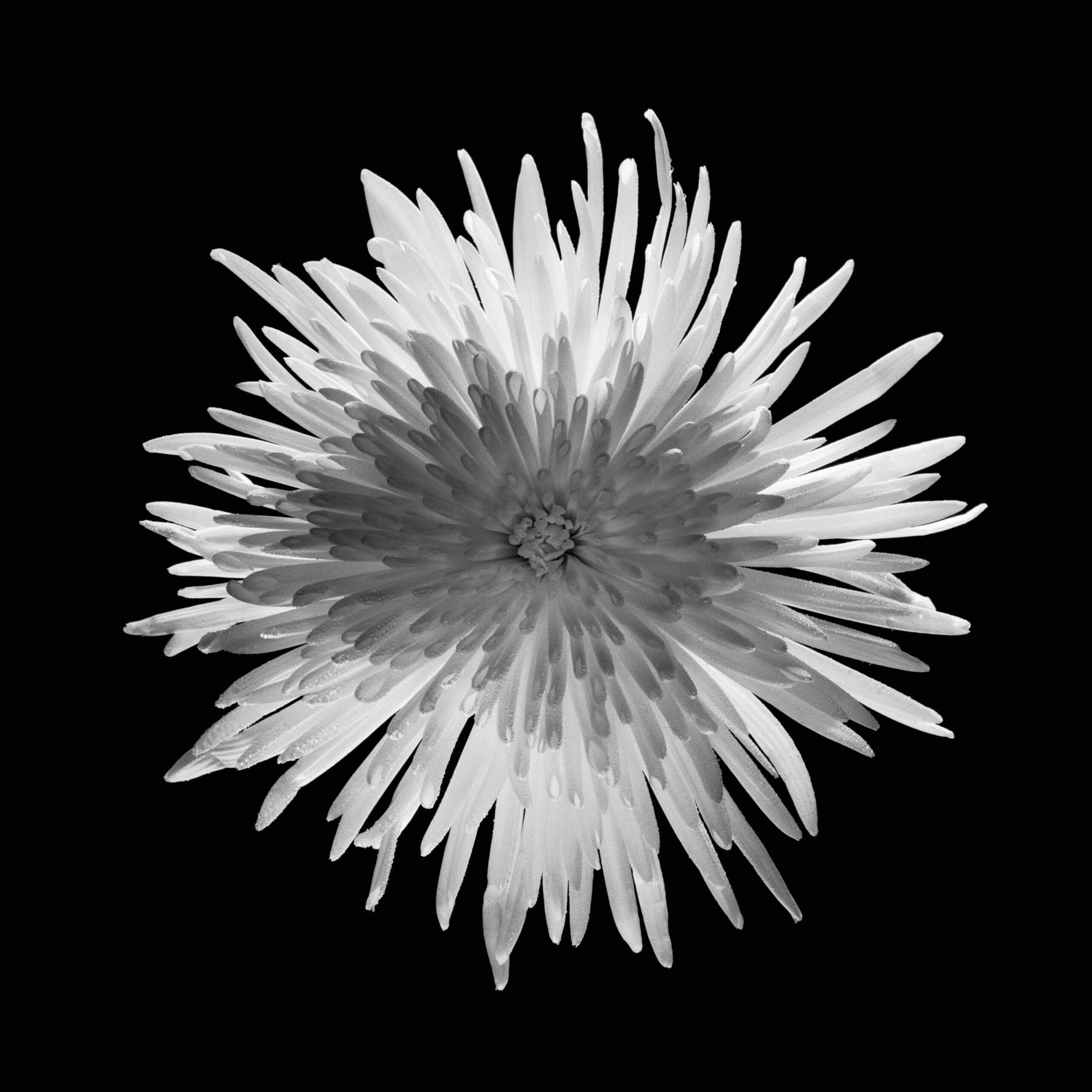 Jean-Baptiste Huynh, Japon, Chrysanthème, 2002 Jean-Baptiste Huynh, Japon, Chrysanthème, 2002