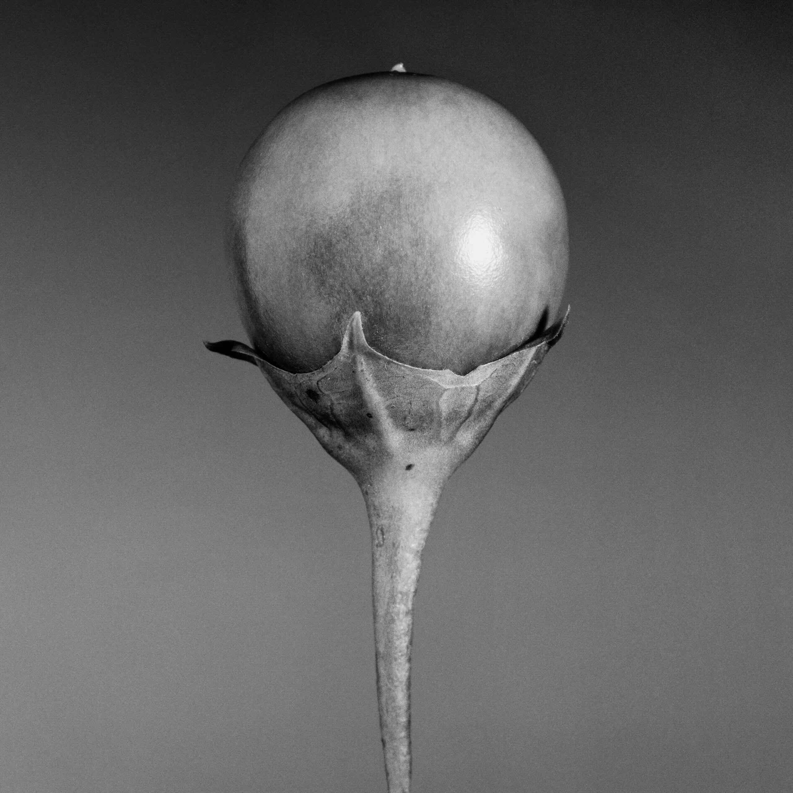 Jean-Baptiste Huynh, Nature, Aubergine, 1998