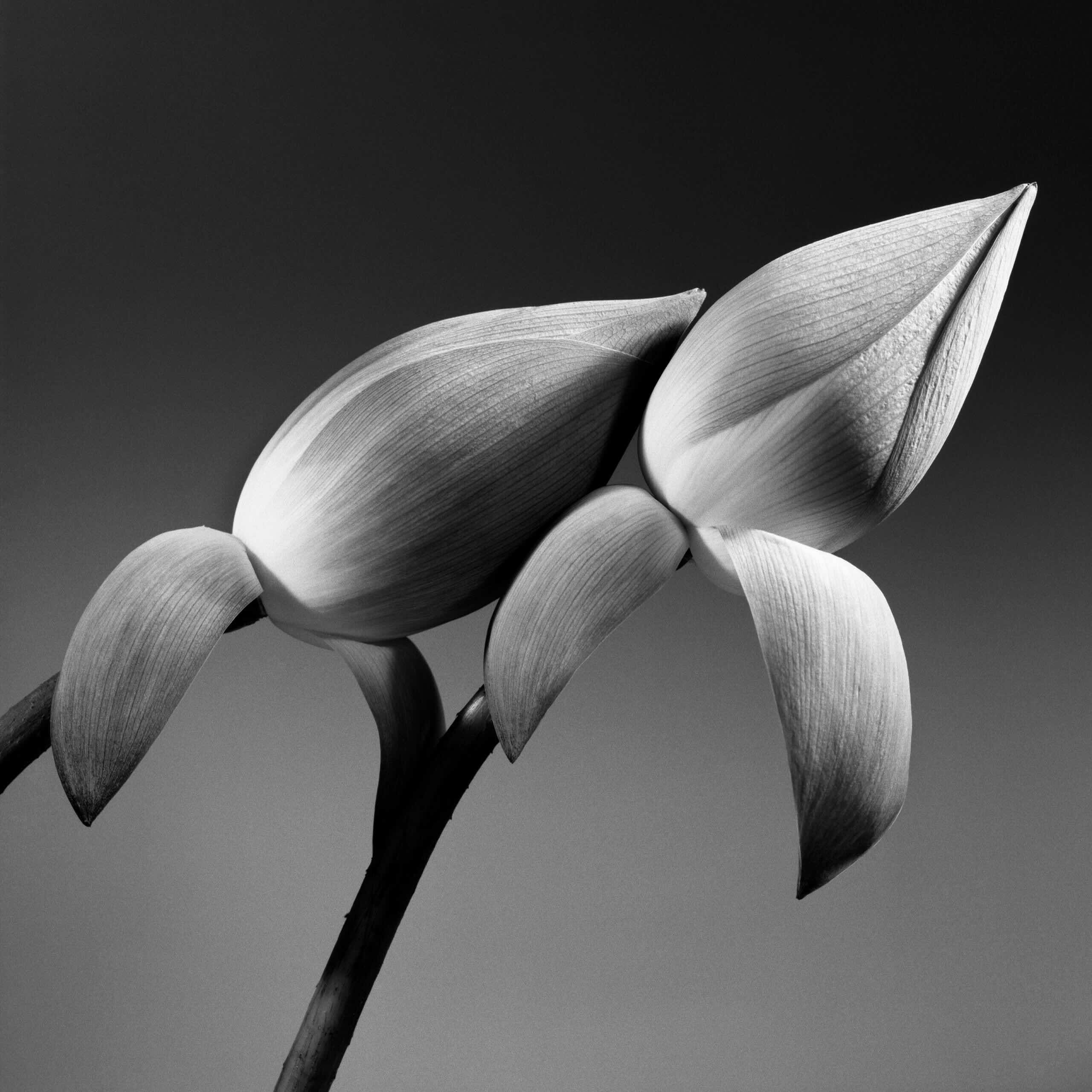 Jean-Baptiste Huynh, Nature, Couple de Lotus, 1998