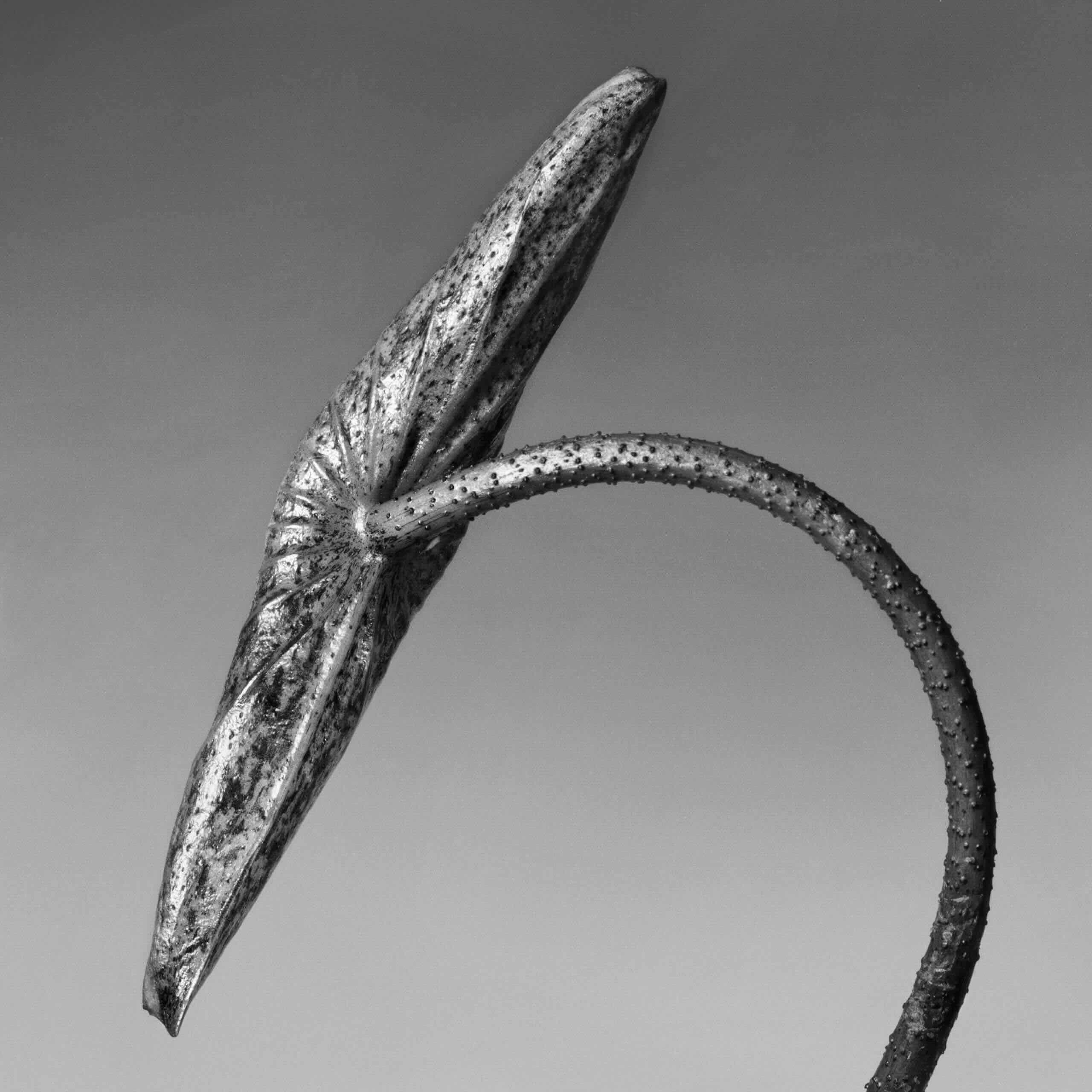 Jean-Baptiste Huynh, Nature, Tige de Lotus, 2004