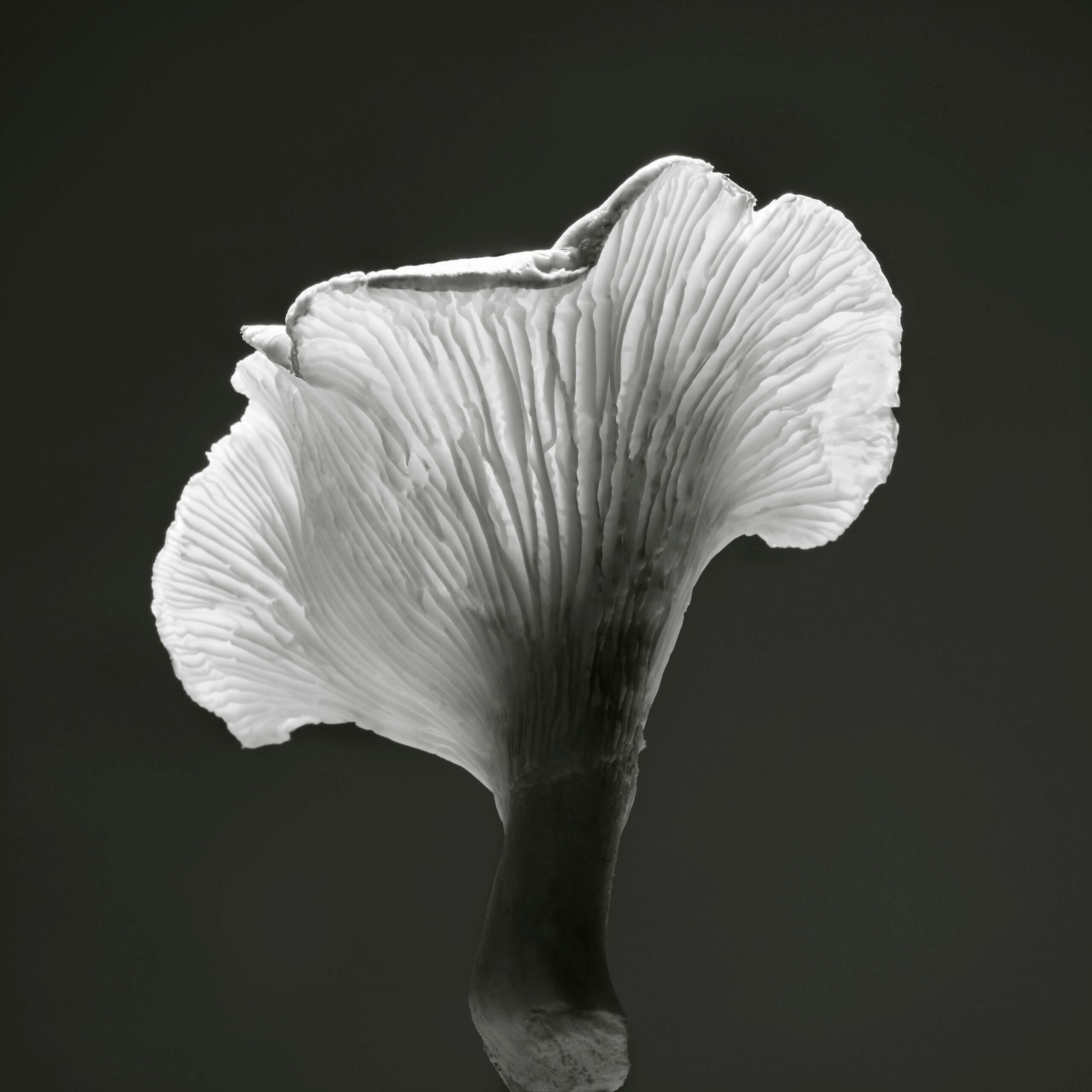 Jean-Baptiste Huynh, Nature, Girolle, 2013